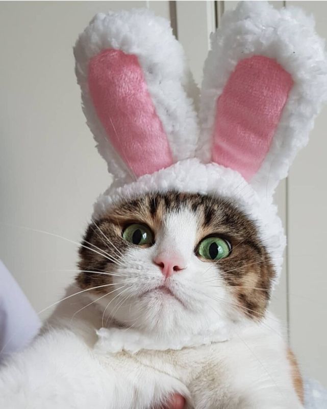 Как профессиональная идентичность влияет на продвижение услуг психолога