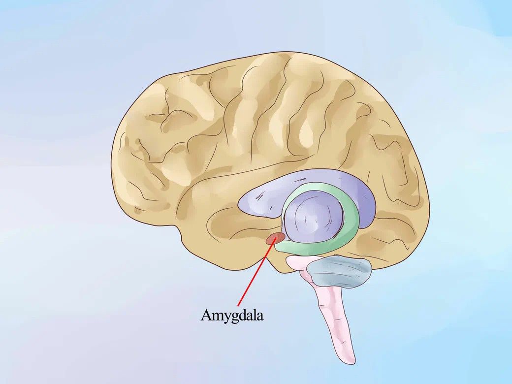 Тревога как следствие работы мозга: что стоит за нашими переживаниями
