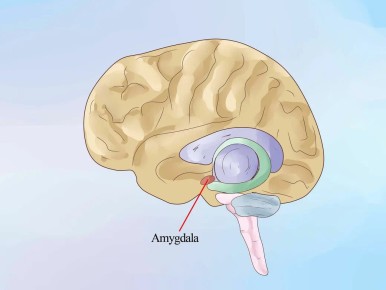 Тревога как следствие работы мозга: что стоит за нашими переживаниями