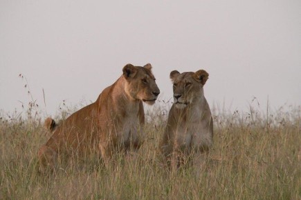 ����� � ���� �������: ������������ �� ������ ����������