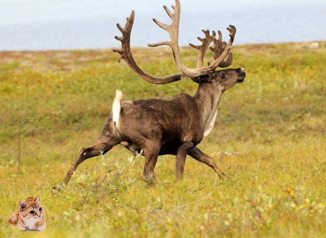 ����� ��� ������ �������� � ����������