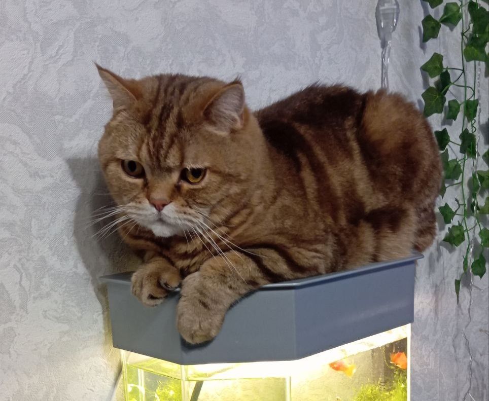 ��� ������������ �� ����������� �� ������ ������: ������� ���� � ���������� �����������