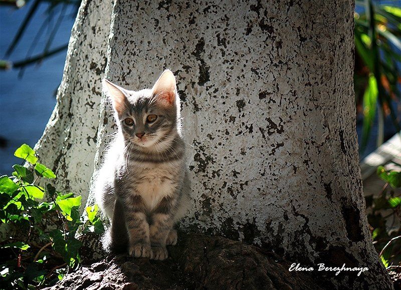 �������� �����������