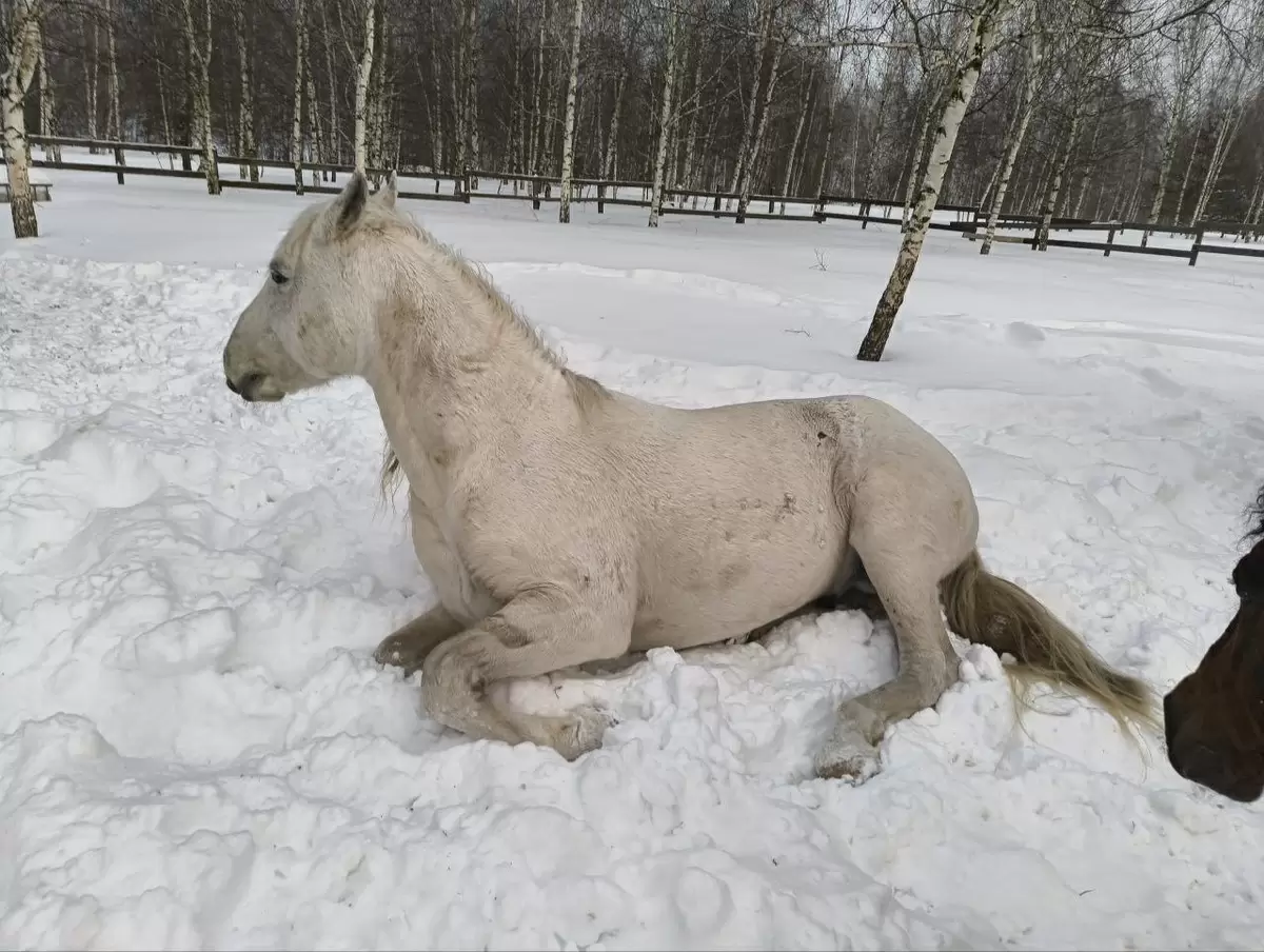 Успех в обучении: как конь нашёл общий язык с хозяином