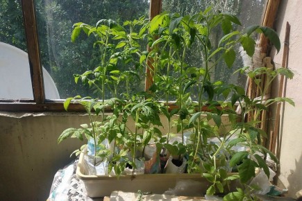 Огромные риски: штрафы за огород возле подъездов могут удивить россиян