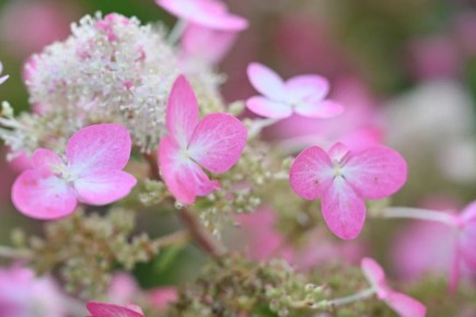 ��� ����� ������ �� ���� ����������: ������� ��������